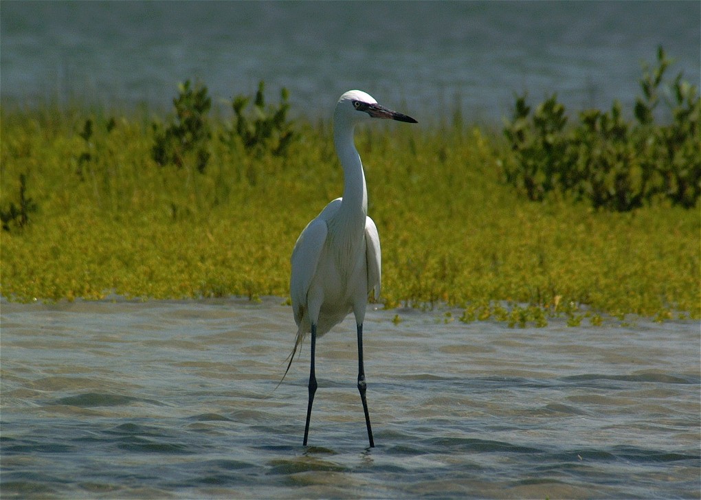 egret-10.jpg   (1020x728)   180 Kb                                    Click to display next picture